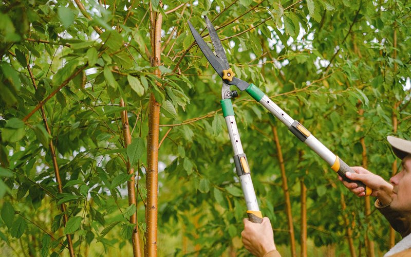 Tree trimming in Independence, WV
