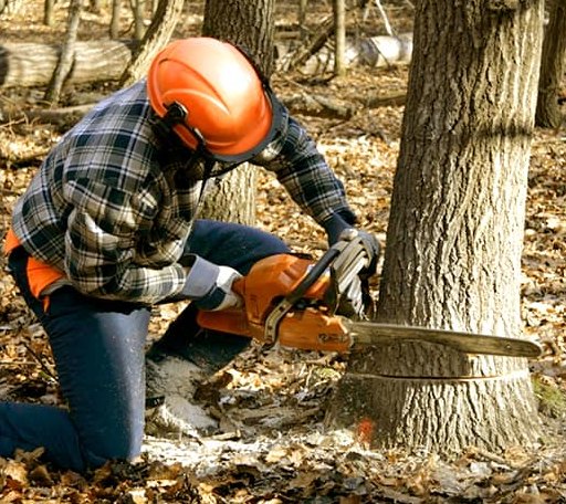 Tree Removal in Independence, WV